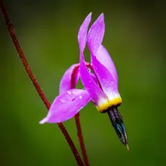 Henderson's shooting star thumbnail 3