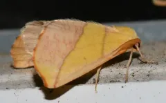 Sicya crocearia thumbnail 2