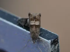 Speckled Sereda Moth thumbnail 2