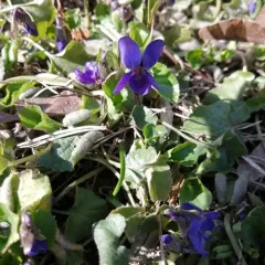 Sweet violet thumbnail 3