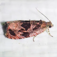 Olethreutes melanomesum thumbnail 1