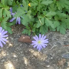 Blue Anemone thumbnail 4