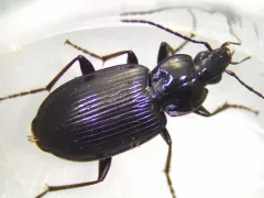 Agonum melanarium thumbnail 2