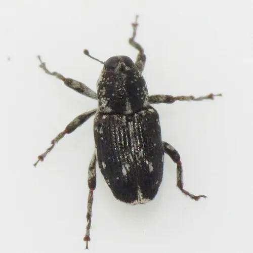Cylindrocopturus quercus