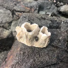 Thatched Barnacle thumbnail 3