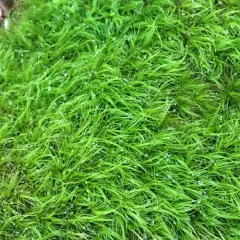 Broom Forkmoss thumbnail 2