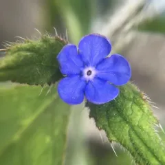 Green Alkanet thumbnail 2