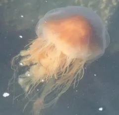 Atlantic Lion's Mane Jelly thumbnail 2