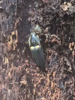 Ampedus semicinctus thumbnail 2