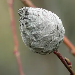Willow Pinecone Gall Midge thumbnail 5