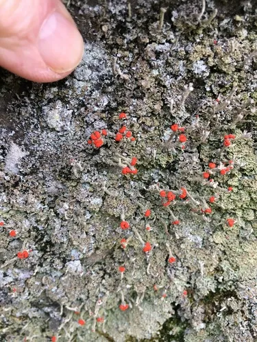 Gritty British soldiers lichen