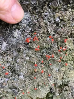 Gritty British soldiers lichen thumbnail 1