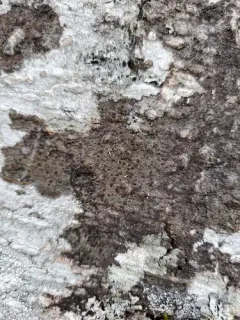 Hidden Dot Lichen thumbnail 2