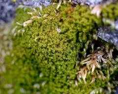 Amphidium californicum thumbnail 4