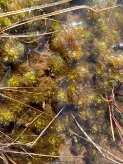 Lindberg's Sphagnum thumbnail 3