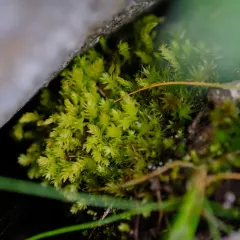 Bud-headed Groove-moss thumbnail 4
