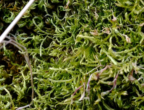 Whitish Feather-moss