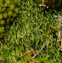 Tufted Feather-moss thumbnail 4