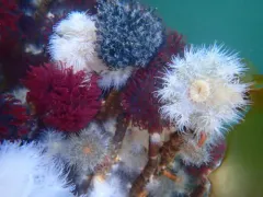 Giant Feather Duster Worm thumbnail 4