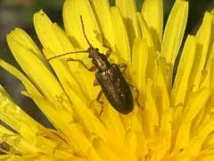 Flavous-footed reed beetle thumbnail 4