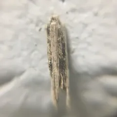 Common Bagworm Moth thumbnail 3