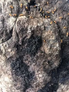 Small-lined Acrobat Ant thumbnail 1