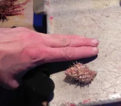Oregon Hairy Triton Snail thumbnail 4