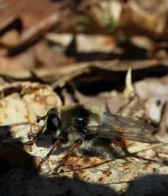 Hairy-cheeked Bumble Fly thumbnail 1