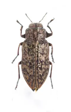 Chrysobothris trinervia thumbnail 1