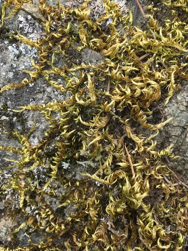 pinnatifid homalothecium moss