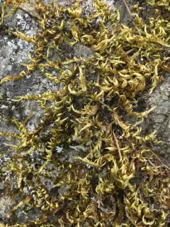 pinnatifid homalothecium moss thumbnail 1
