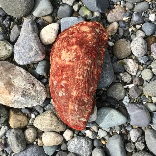 Gumboot Chiton