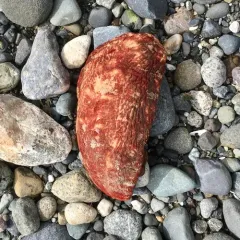 Gumboot Chiton thumbnail 1
