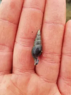 Snakeskin Turrid thumbnail 3