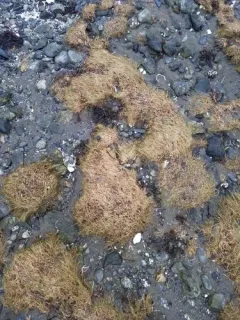 alaska alkali grass thumbnail 1