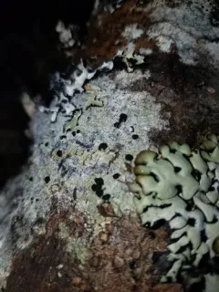 White Heart Lichen thumbnail 3