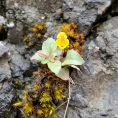 wingstem monkeyflower thumbnail 1