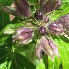 Columbian Larkspur thumbnail 3