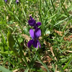 Sweet violet thumbnail 4