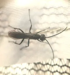 Priocnemis minorata thumbnail 1