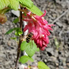 Black-margined Flower Fly thumbnail 4