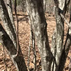 American hornbeam thumbnail 3