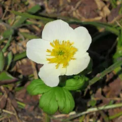 White Globeflower thumbnail 1
