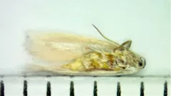 Elachista orestella thumbnail 4