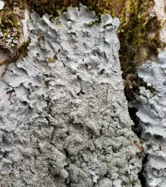 Mealy Speckled Shield Lichen thumbnail 1