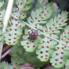 Spring Harvestman thumbnail 3