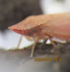 Xerophloea peltata thumbnail 4