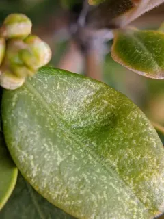 Boxwood Mite thumbnail 1