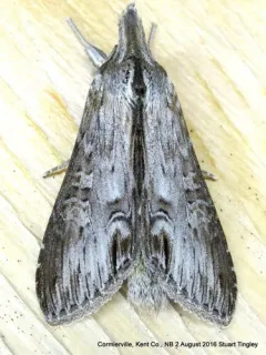 Cucullia postera thumbnail 4