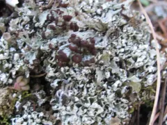 Split-peg Lichen thumbnail 4